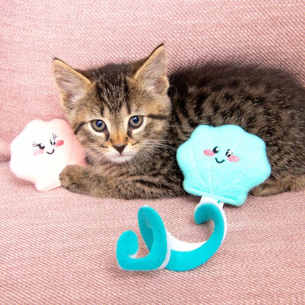 Kitten_1